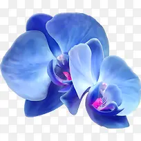 蓝色兰花