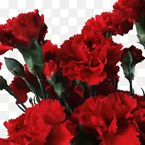 红色花朵免扣元素