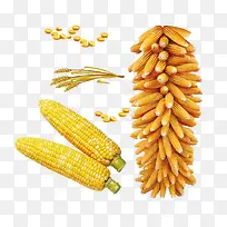 金黄色玉米串和两个玉米棒子玉米