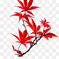 红色枫树枝