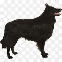黑色的狗