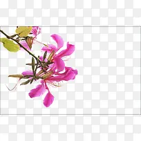 粉色开花红花羊蹄甲免抠系列