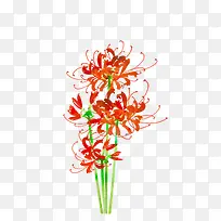 红色彼岸花