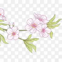 矢量手绘樱花花朵叶子插画