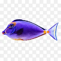 orange and blue fish