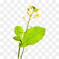 油菜花摄影