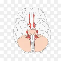 矢量卡通图案人体器官脑血管