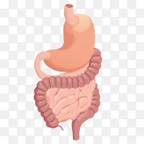 人体器官胃大肠小肠