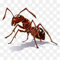 红色的大蚂蚁