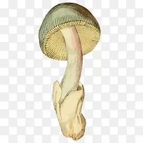 手绘白蘑菇