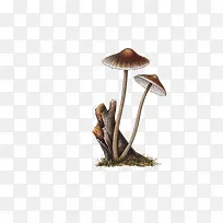 手绘长着蘑菇的枯树根