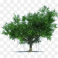 树木模型绿色枝繁叶茂的古榕树