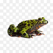 高清绿头蛙