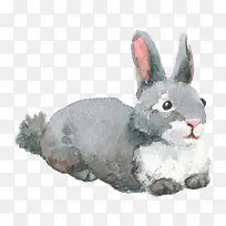 手绘水彩可爱小兔子
