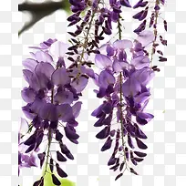 一簇紫藤花