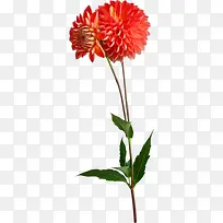 大丽花