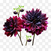 大丽花素材