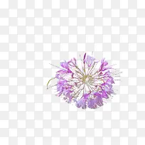 紫色透明凤尾花