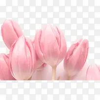 粉色郁金香花朵