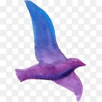 紫色鸽子