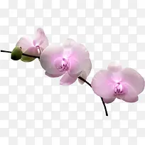 粉色兰花