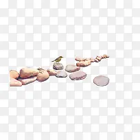 石头上的小鸟