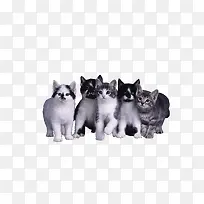 一群猫