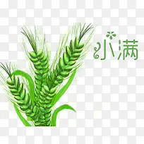 二十四节气小满绿色麦穗素材