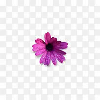 紫邹菊