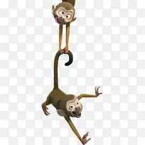 猴子玩耍的猴子抓尾巴猴子