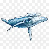 手绘两只蓝色座头鲸插画保护海洋