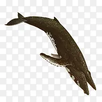 一只黑色的座头鲸百科插图免抠