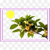 桂花香而不艳
