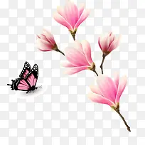 粉色蝴蝶花枝