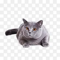英国短毛猫