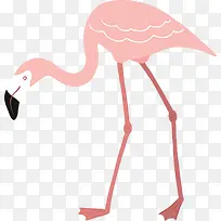 低头觅食的粉色火烈鸟