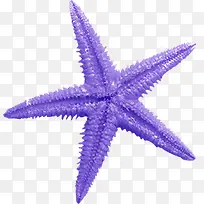 紫色海星