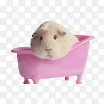 豚鼠洗澡