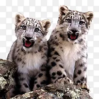 两只可爱的雪豹幼崽