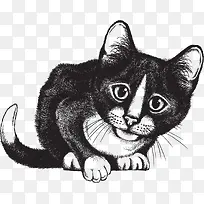 手绘猫