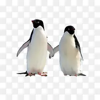 两只企鹅