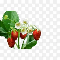 开花的草莓树免抠素材