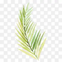 夏威夷风格的绿色树叶