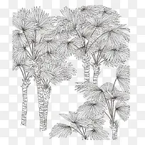 黑白线条画棕树