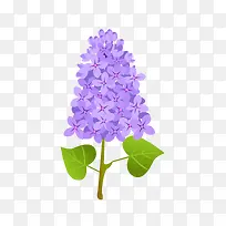 丁香花