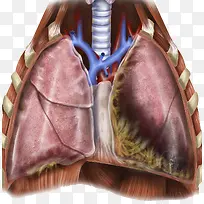 人体肺部结构解剖
