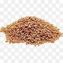 高清小麦高粱免抠png实物