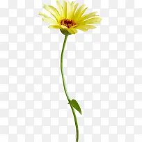 野菊花