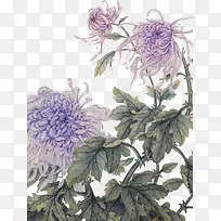 紫色菊花国画
