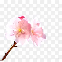 粉色花枝